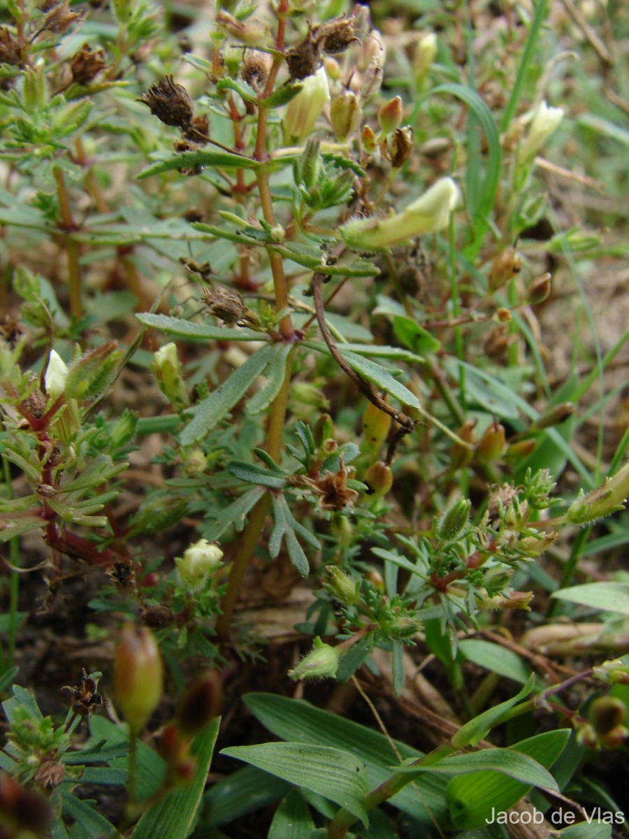 Limnophila indica (L.) Druce